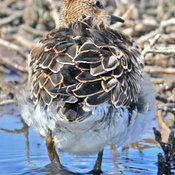 Pectoral Sandpiper